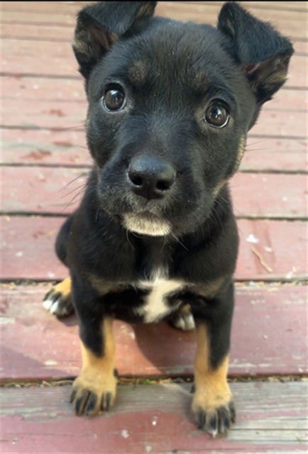 CHAMOMILE - Pit Bull Terrier available for adoption