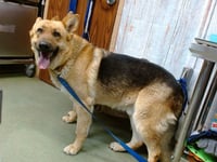 LOBO - Photo 1