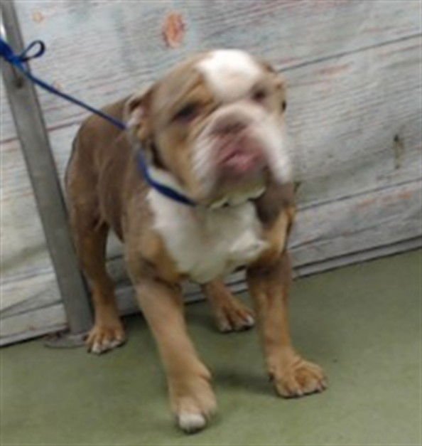 MED WAIVER EROS - Bulldog available for adoption