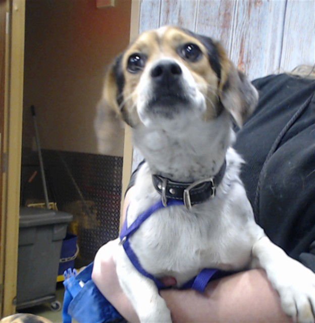 BUBBY - Beagle available for adoption