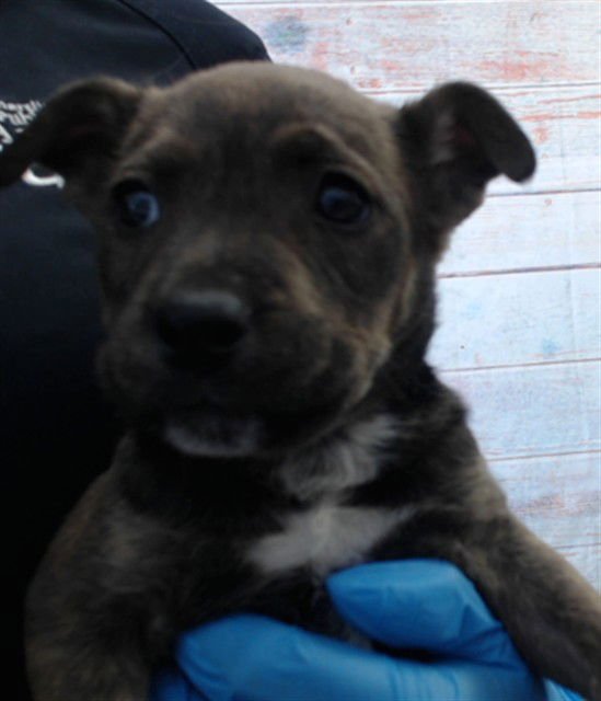 MILKA - Pit Bull Terrier available for adoption