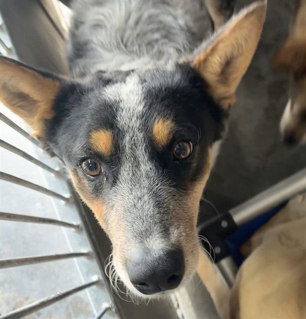 BLUEY - Australian Cattle Dog/Blue Heeler available for adoption