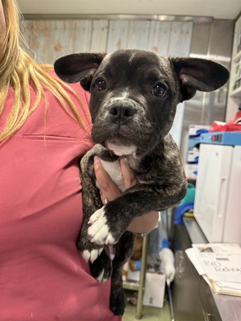 COFFEE CAKE - Pit Bull Terrier available for adoption