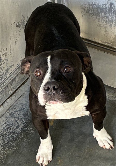 SCAREDY TOT - Pit Bull Terrier available for adoption