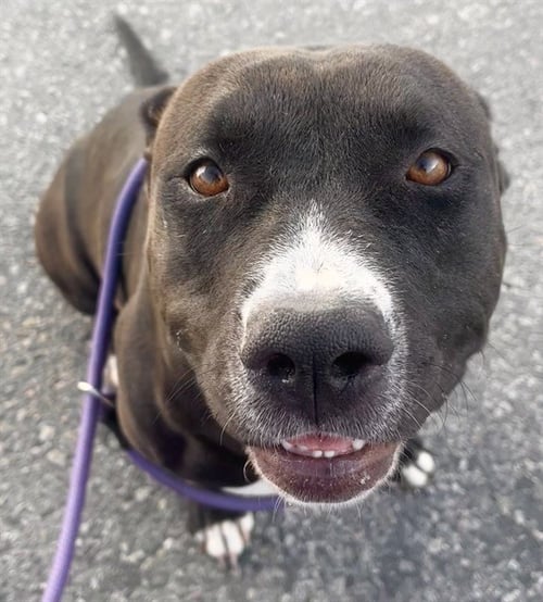 FLOWER - Pit Bull Terrier available for adoption