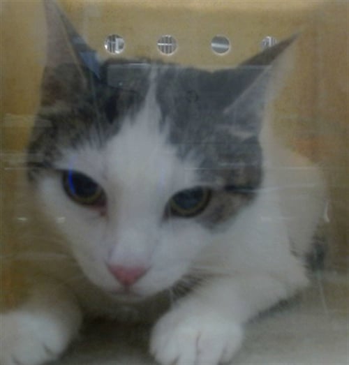 RESCUE ONLY IVY - Domestic Short Hair available for adoption