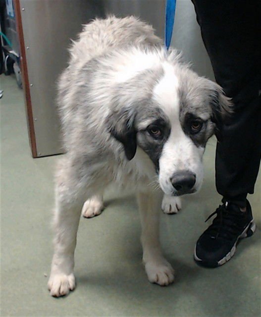 CALI - Great Pyrenees available for adoption