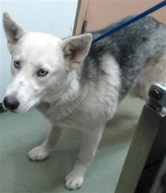 YUGI - German Shepherd Dog available for adoption