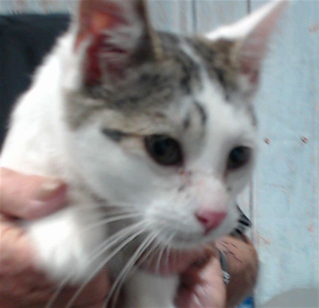 BOOGIE - Domestic Short Hair available for adoption