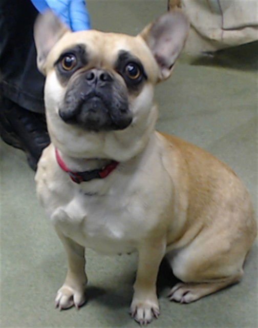 MED WAIVER TOASTY - French Bulldog available for adoption