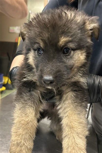 PIPPA - German Shepherd Dog available for adoption