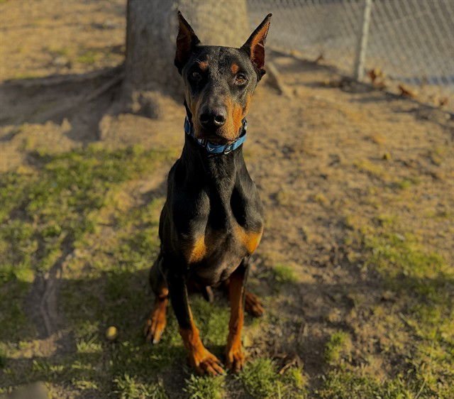 JET - Doberman Pinscher available for adoption