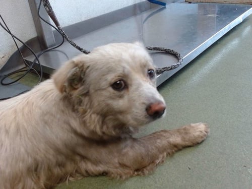 HEDGE - Pekingese available for adoption