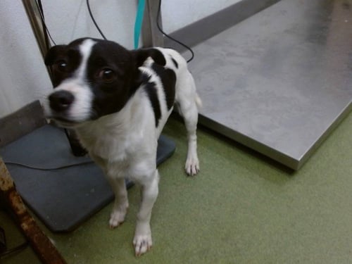ROCKET - Chihuahua available for adoption