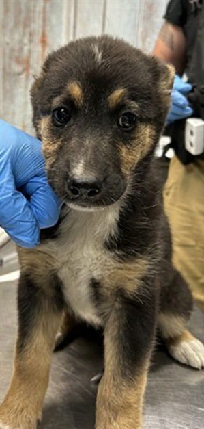 CALLIE - German Shepherd Dog available for adoption