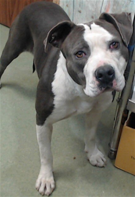 AMERICA - Pit Bull Terrier available for adoption