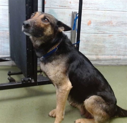SALLY - German Shepherd Dog available for adoption