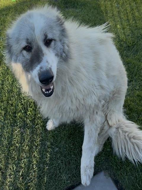 MED WAIVER LEOPOLD - Great Pyrenees available for adoption