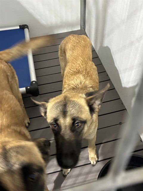 MED WAIVER JANE - Belgian Shepherd Malinois available for adoption