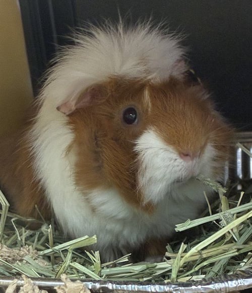 BUBBLES - Guinea Pig available for adoption