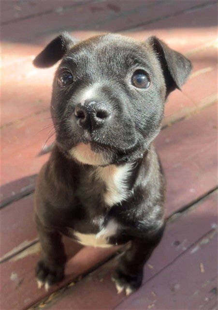 OREO - Pit Bull Terrier available for adoption