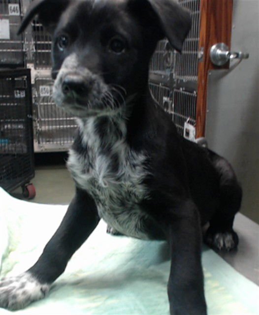 LINCOLN - Pit Bull Terrier / Australian Cattle Dog/Blue Heeler available for adoption