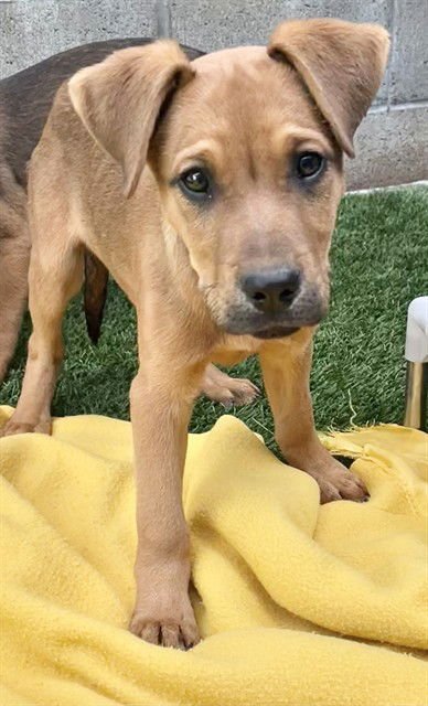 FUNNY - Labrador Retriever available for adoption