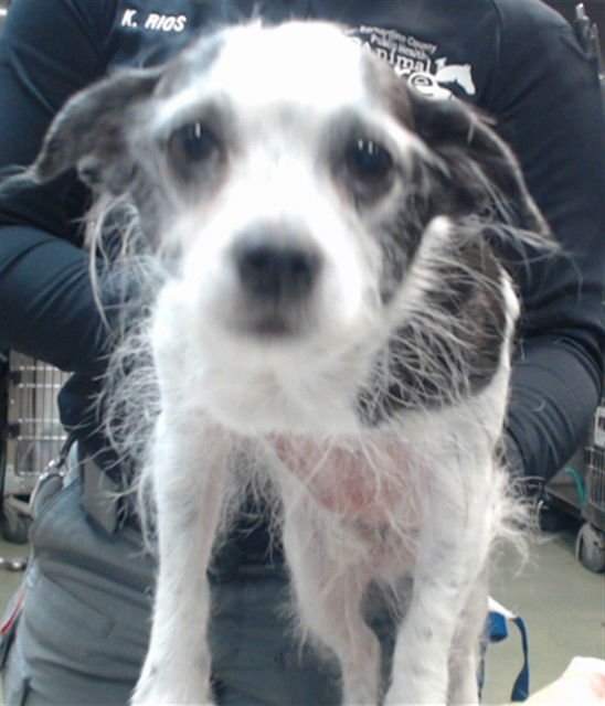 FIGGY - Chihuahua available for adoption