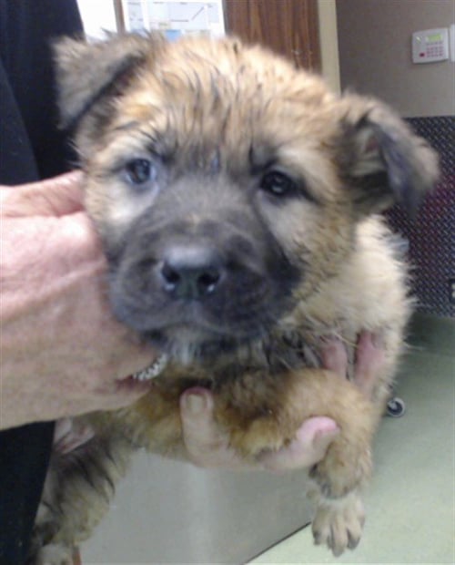 BUTTERCUP - German Shepherd Dog available for adoption