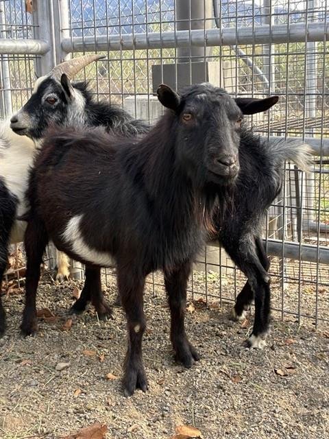 NUTMEG - Goat available for adoption