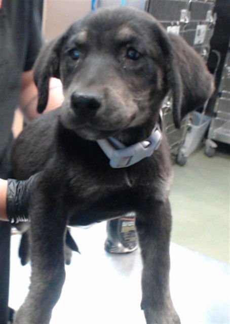 LILLY - Australian Cattle Dog/Blue Heeler available for adoption