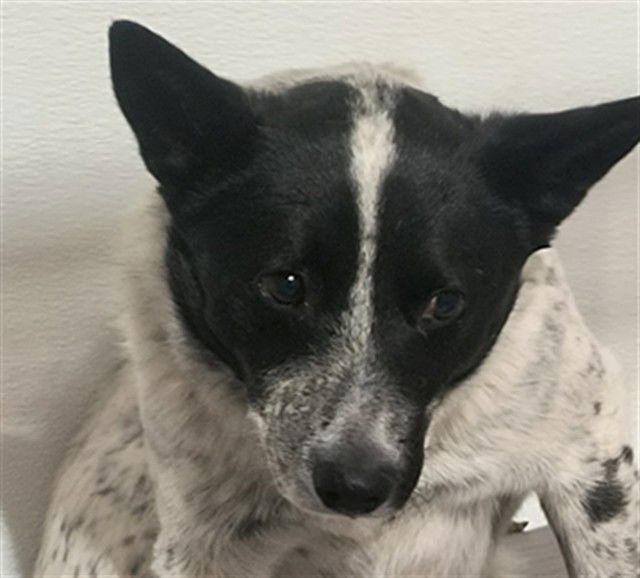 RAIDER - Australian Cattle Dog/Blue Heeler available for adoption