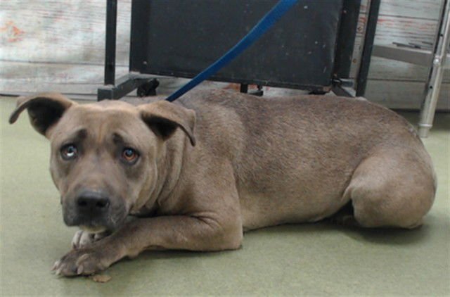 MOLE - Pit Bull Terrier available for adoption