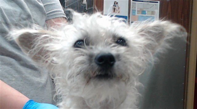 DOVE - Terrier available for adoption