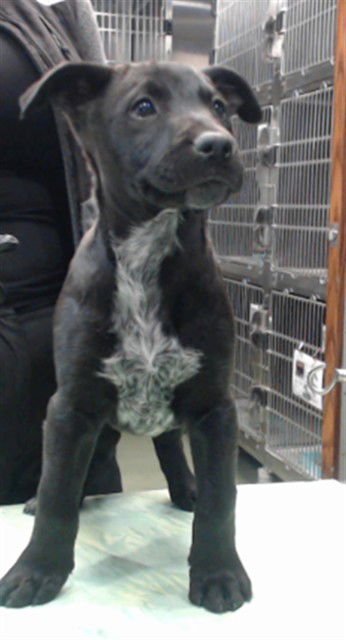 CHEVY - Pit Bull Terrier / Australian Cattle Dog/Blue Heeler available for adoption