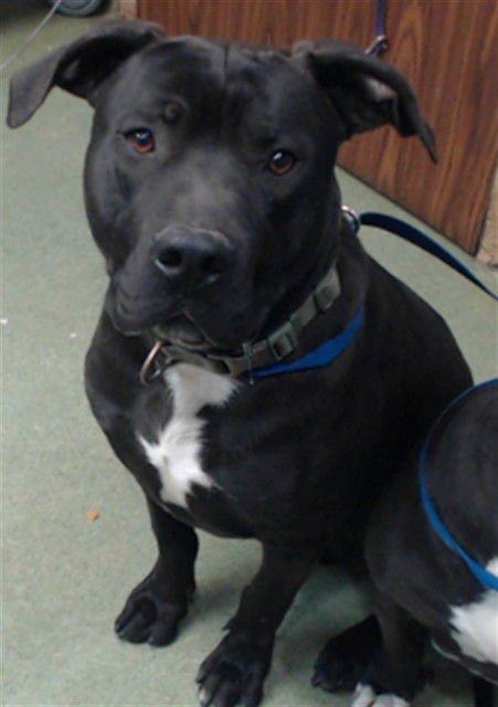 KRUNK - Pit Bull Terrier available for adoption