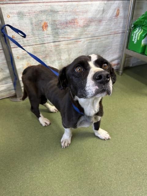 MED WAIVER DALE - Pit Bull Terrier available for adoption