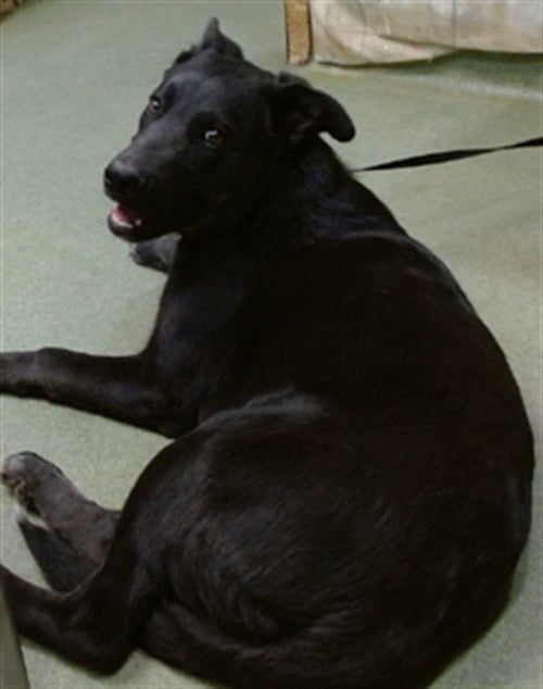 COOKIES N CREAM - German Shepherd Dog available for adoption