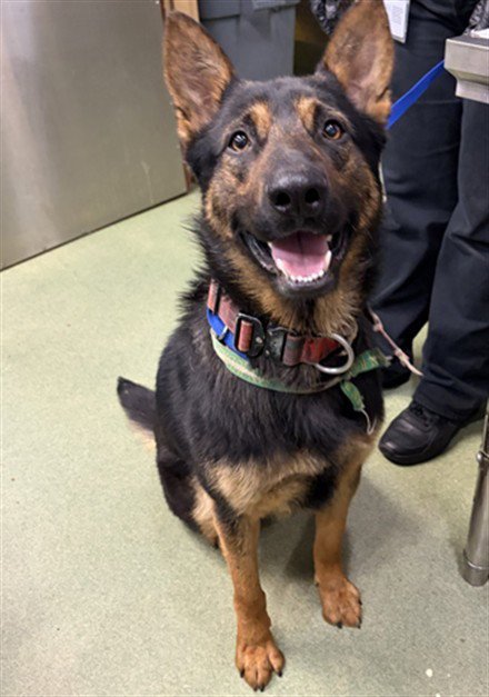 BRYAN - German Shepherd Dog available for adoption