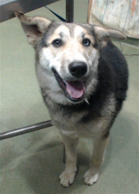 KIM - German Shepherd Dog available for adoption