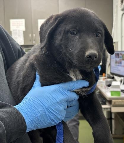 MED WAIVER DANE - Labrador Retriever available for adoption