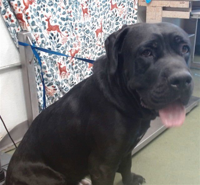 KODA - Bullmastiff available for adoption