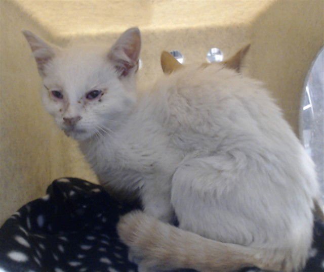 MED ADOPT AQUA MARIE - Domestic Short Hair available for adoption