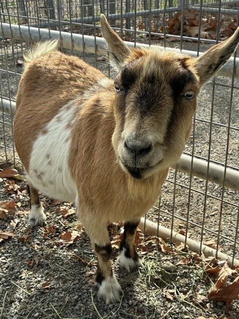 ANISE - Goat available for adoption