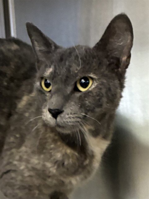 MAMA CALI - Domestic Short Hair available for adoption