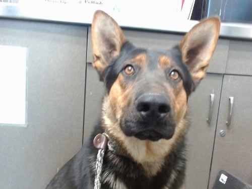 MAO MAO - German Shepherd Dog available for adoption