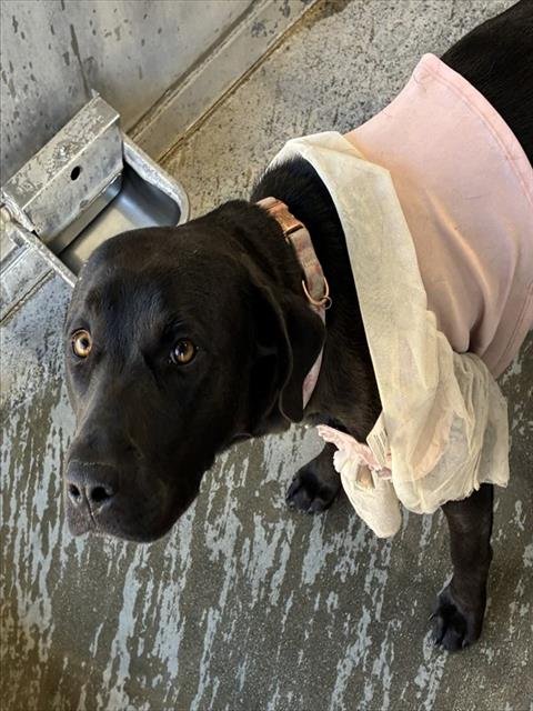 PRINCESS - Labrador Retriever available for adoption