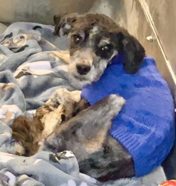 COKE - Poodle (Miniature) available for adoption