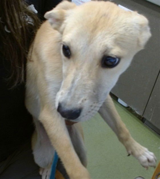 MED WAIVER GINGER - Terrier available for adoption