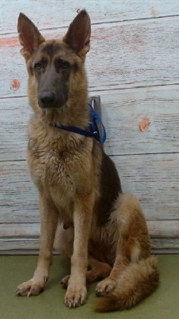 HARLOWE - German Shepherd Dog available for adoption